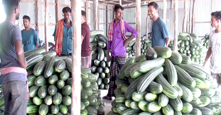 লাভের বদলে লোকসানে বাঙ্গিচাষিরা