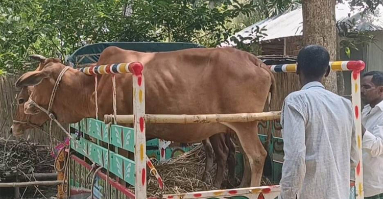 গরুর সঙ্গে এ কেমন শত্রুতা!
