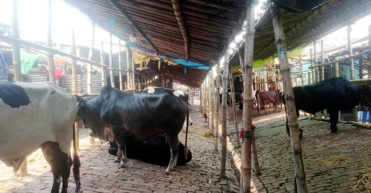 গরু হাটে তুুলতে প্রস্তুতি নিচ্ছেন ব্যাপারীরা, বলছেন ‘সংকট’ হবে না