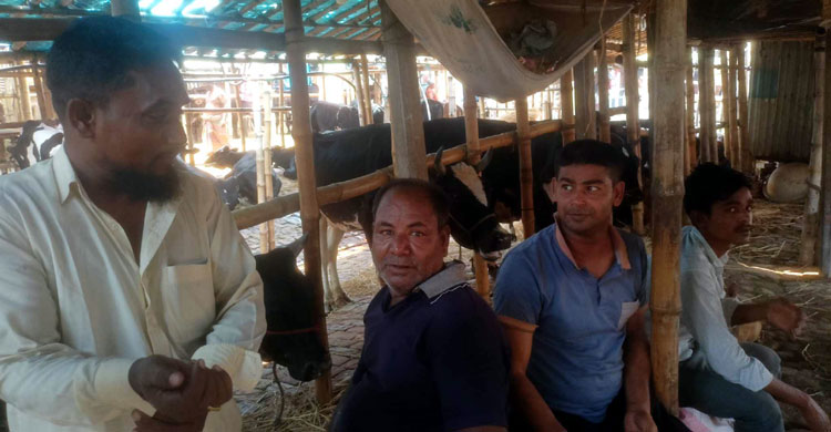 গরু হাটে তুুলতে প্রস্তুতি নিচ্ছেন ব্যাপারীরা, বলছেন ‘সংকট’ হবে না