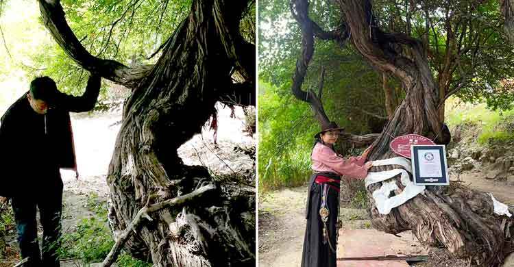 ৪১৬ বছরের আঙুর গাছ পেলো গিনেস রেকর্ডের স্বীকৃতি