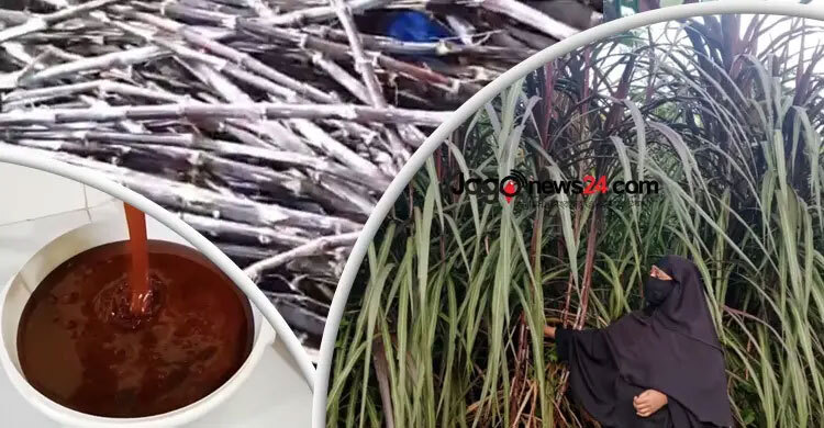 Backyard alchemy: Khadiza turns grass into jaggery, poverty into power