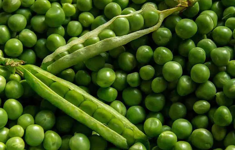 শীতের সবুজ সঙ্গী মটরশুঁটি, জানুন ৫ স্বাস্থ্যগুণ