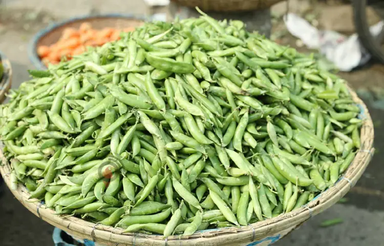 শীতের সবুজ সঙ্গী মটরশুঁটি, জানুন ৫ স্বাস্থ্যগুণ