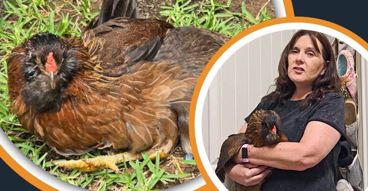 বিশ্বের সবচেয়ে বয়স্ক মুরগি পার্ল