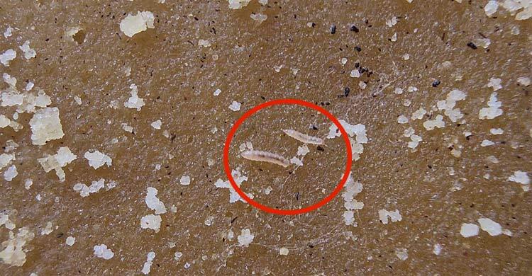 সুপারশপের গুড়ে কিলবিল করছিল পোকা, মালিকের বিরুদ্ধে মামলা