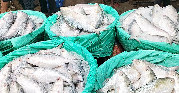 যেভাবে চিনবেন চাঁদপুরের নদীর ইলিশ