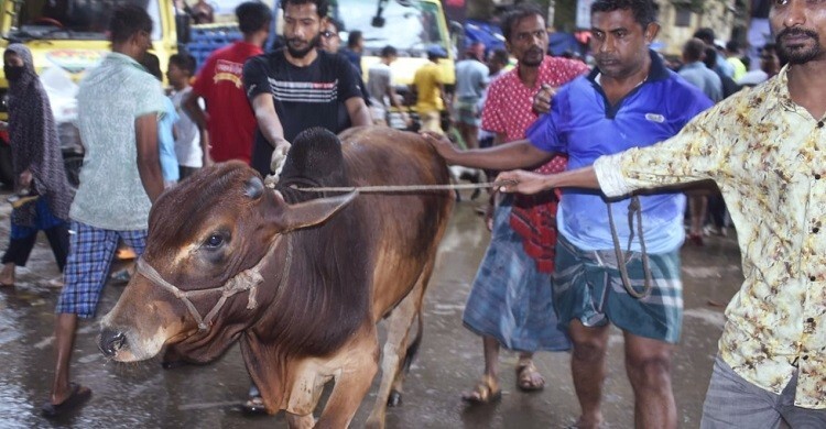 ঢাকার হাটে ৩৫ হাজার টাকায়ও মিলছে কোরবানির গরু