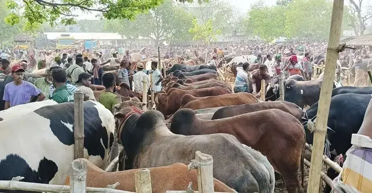 পশুর হাটে অ্যানথ্রাক্স ছড়ানোর ঝুঁকি