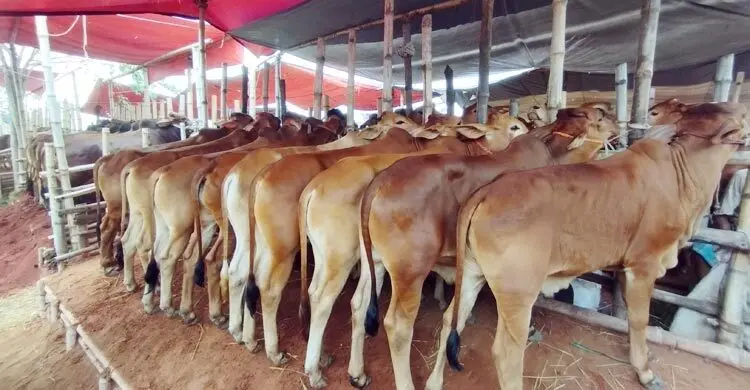 রাজশাহীর সিটি হাটে মাঝারি গরুর চাহিদা বেশি