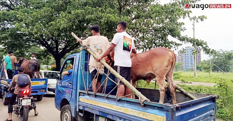 ঢাকায় গরু আনতে বাড়তি গুনতে হচ্ছে ৬-৮ হাজার টাকা