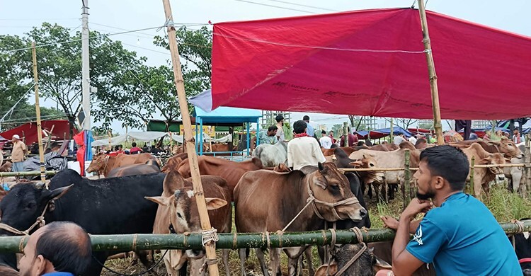 বৃষ্টির বাগড়া কাটিয়ে জমে উঠছে কোরবানির পশুর হাট