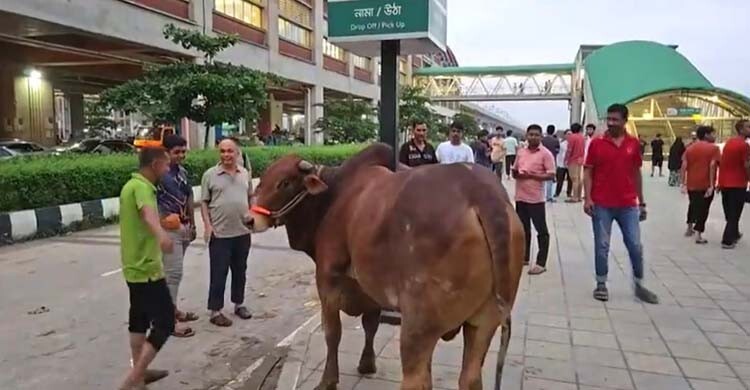 দিয়াবাড়ি পশুর হাটের ক্ষয়ক্ষতি জানতে কমিটি গঠন ডিএনসিসির