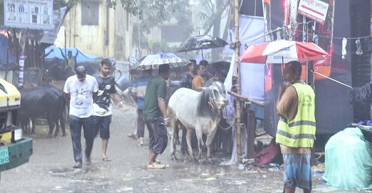 কোরবানির হাটে বৃষ্টির হানা, বিপাকে গরুর ব্যাপারীরা