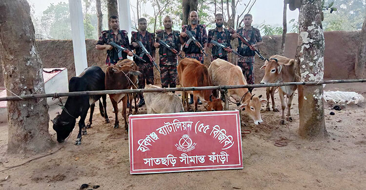 হবিগঞ্জ সীমান্তে ২৪ ভারতীয় গরু জব্দ