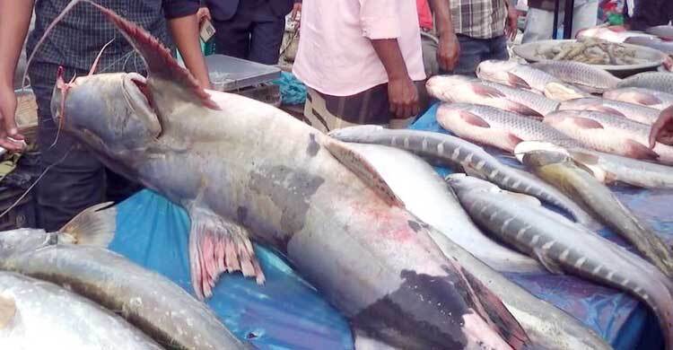 পইল মেলায় বাঘাইড়ের দাম আড়াই লাখ টাকা