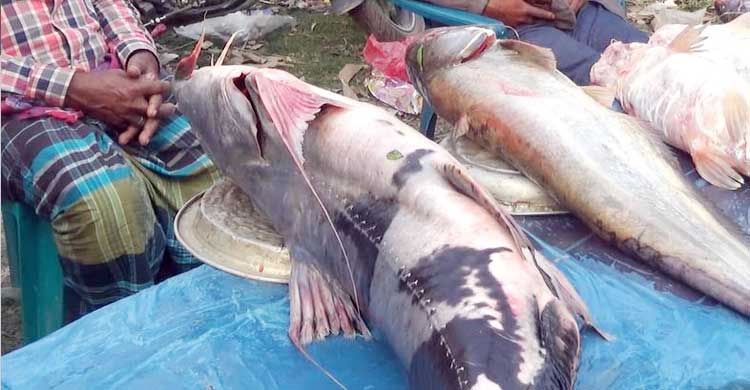 পইল মেলায় বাঘাইডের দাম আড়াই লাখ টাকা