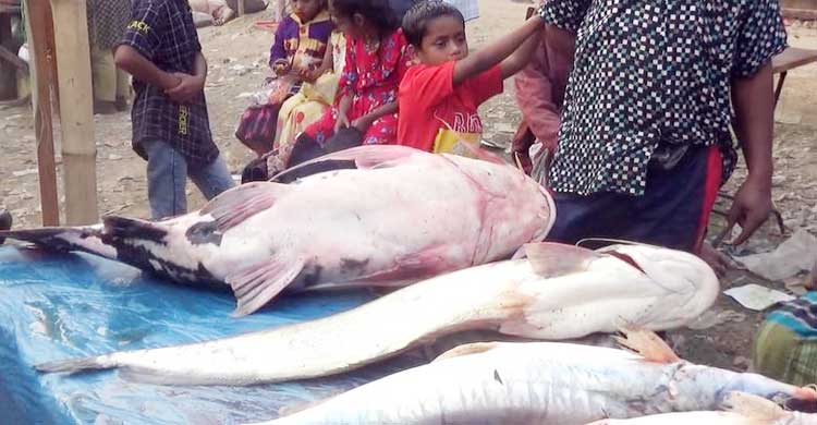 পইল মেলায় বাঘাইডের দাম আড়াই লাখ টাকা