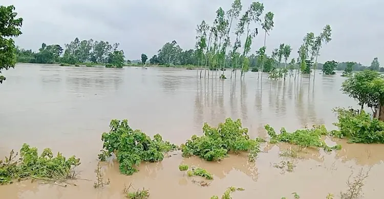 টানা বৃষ্টি ও উজানের ঢলে বাড়ছে পানি, প্লাবিত হতে পারে নিম্নাঞ্চল