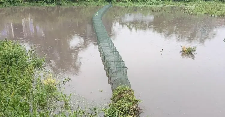 নিষিদ্ধ জালে অস্তিত্ব সংকটে দেশি মাছ