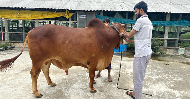 ৮০০ কেজি ওজনের জমিদারের দাম ৮ লাখ