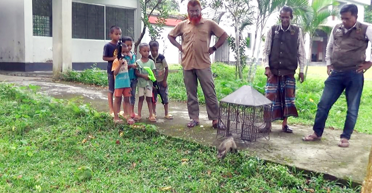হবিগঞ্জে গন্ধগোকুল অবমুক্ত