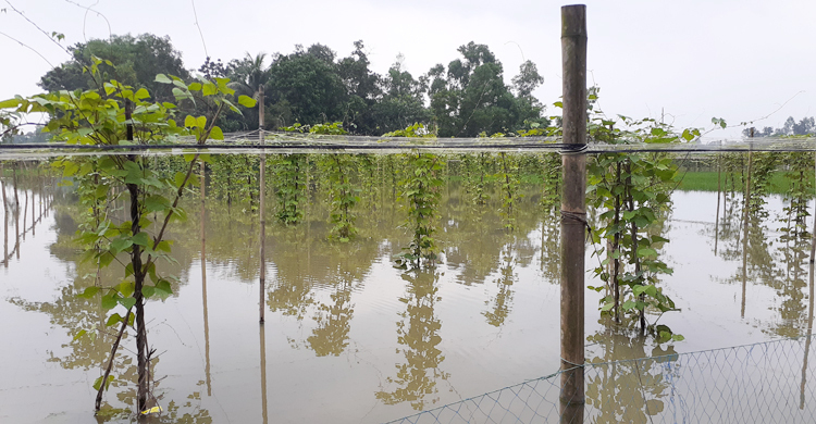 খোয়াই-সুতাংয়ের পানি বেড়ে শায়েস্তাগঞ্জের নিম্নাঞ্চল প্লাবিত