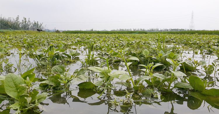খোয়াই-সুতাংয়ের পানি বেড়ে শায়েস্তাগঞ্জের নিম্নাঞ্চল প্লাবিত