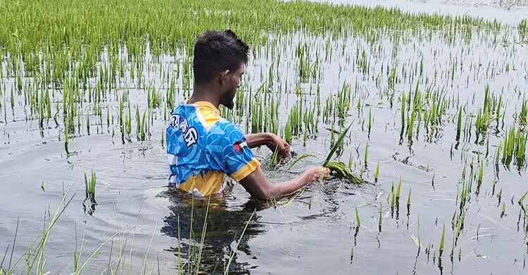 হাওরে পানিতে ভাসছে কৃষকের স্বপ্ন