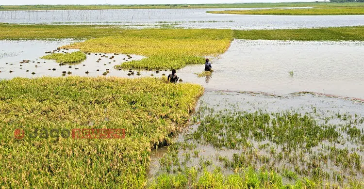 এবারও কি কপাল পুড়বে হাওরের কৃষকের?