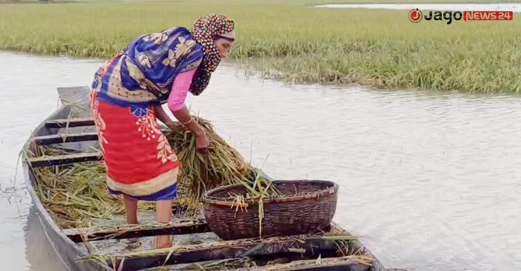 হাওরে হাসির বদলে কান্নার ঈদ