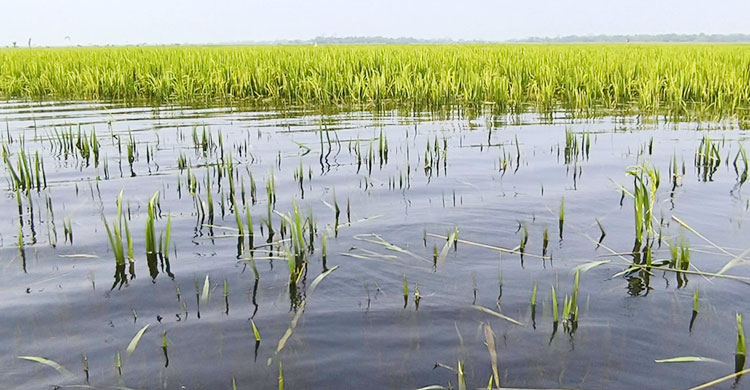 হাওরে পানিতে ভাসছে কৃষকের স্বপ্ন