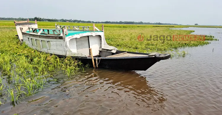 এবারও কি কপাল পুড়বে হাওরের কৃষকের?