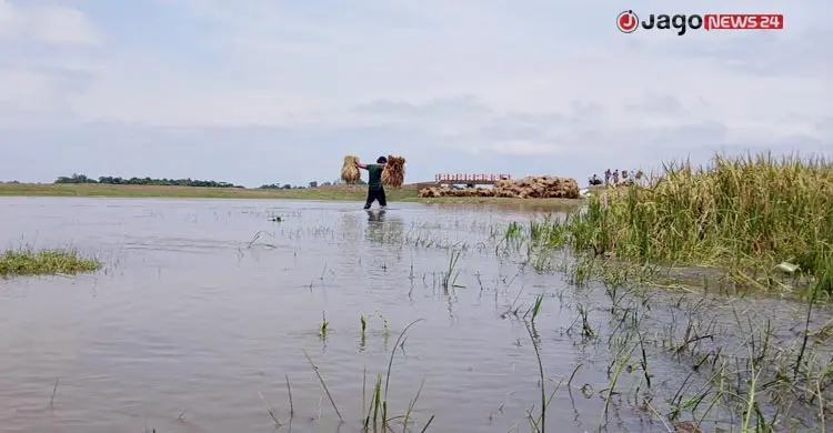হাওরে পানি কমলেও ধানের আশা ছেড়ে দিচ্ছেন কৃষকরা