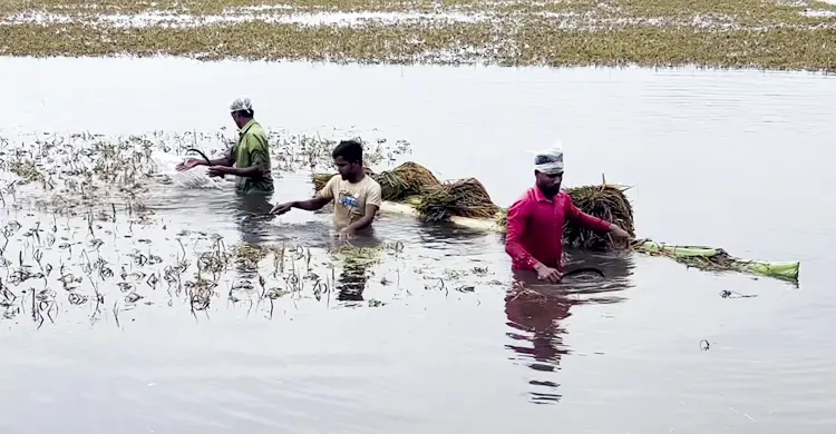 কিশোরগঞ্জে বৃষ্টি না থাকলেও শঙ্কা কাটেনি কৃষকের