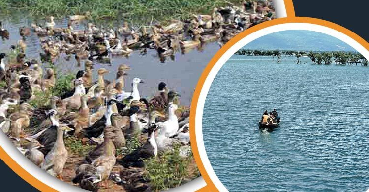 হাওরের দেশি হাঁসের স্বাদ বেশি কেন?