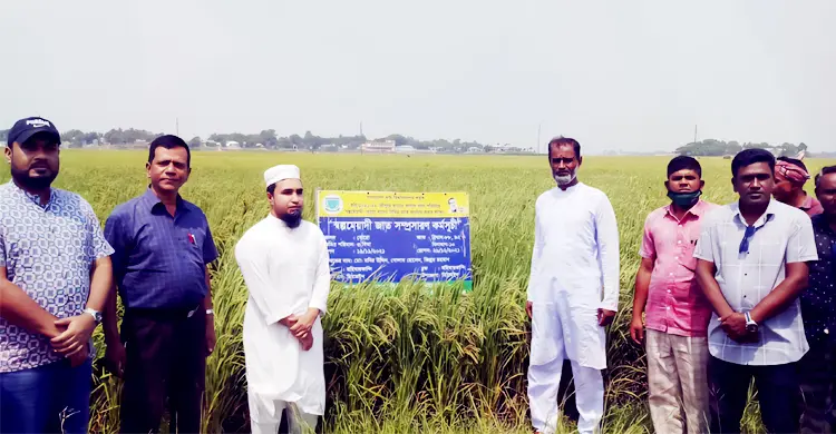 হাওরে বন্যার আগেই ঘরে উঠবে ধান, বাকৃবি গবেষকদের সফলতা