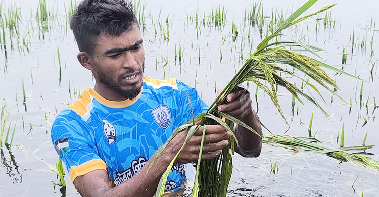 হাওরে পানিতে ভাসছে কৃষকের স্বপ্ন