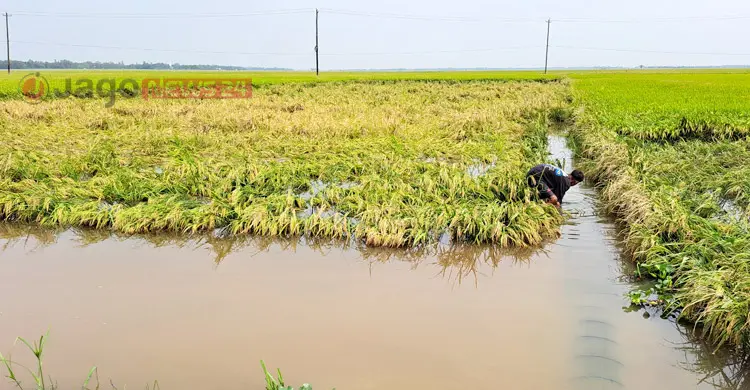 এবারও কি কপাল পুড়বে হাওরের কৃষকের?