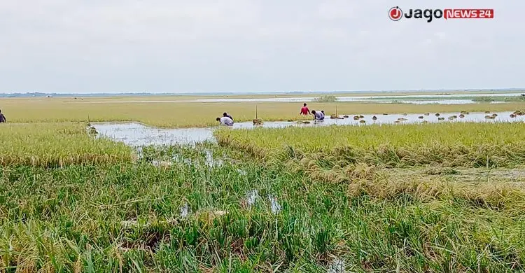 হাওরে পানি কমলেও ধানের আশা ছেড়ে দিচ্ছেন কৃষকরা