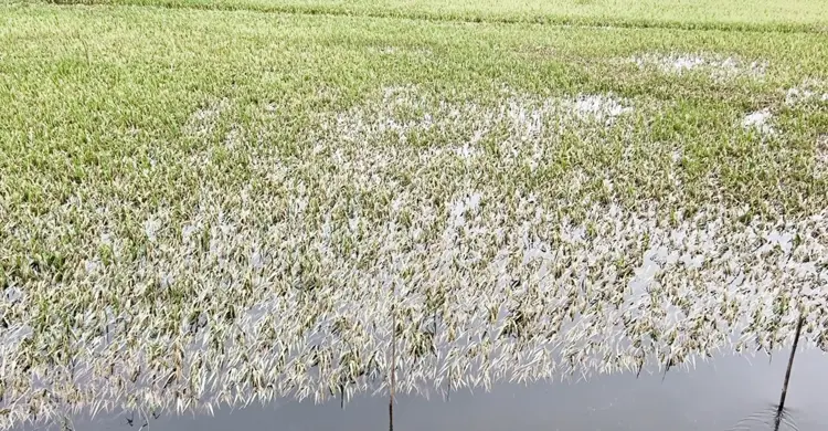কিশোরগঞ্জে বৃষ্টি না থাকলেও শঙ্কা কাটেনি কৃষকের
