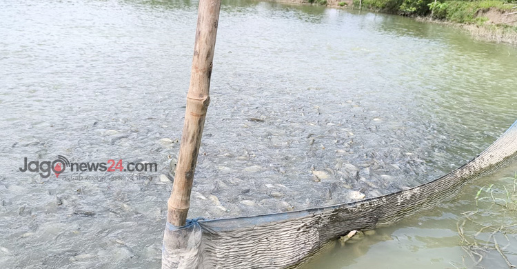 কাগজে-কলমে উৎপাদন বাড়লেও হাওরে মিলছে না মাছ