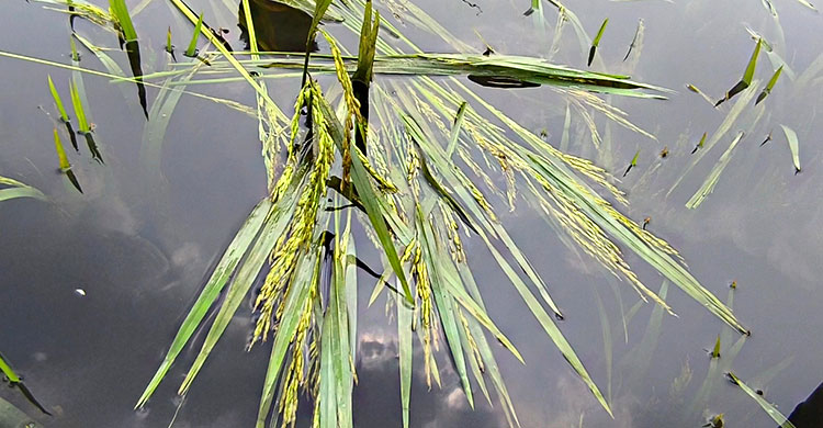 হাওরে পানিতে ভাসছে কৃষকের স্বপ্ন