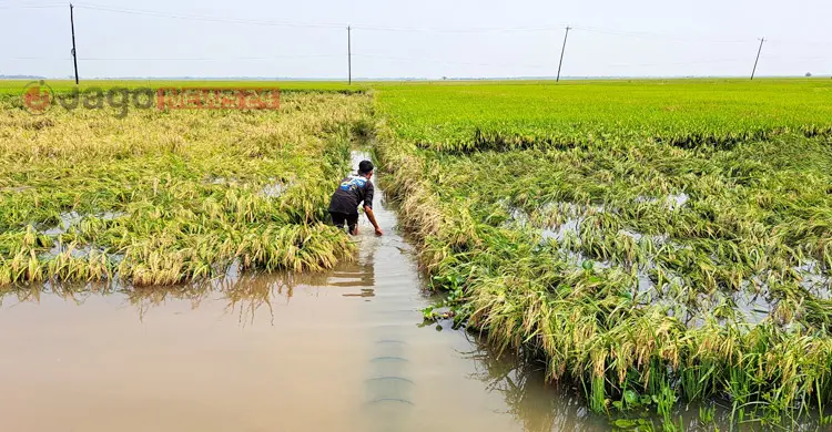 এবারও কি কপাল পুড়বে হাওরের কৃষকের?