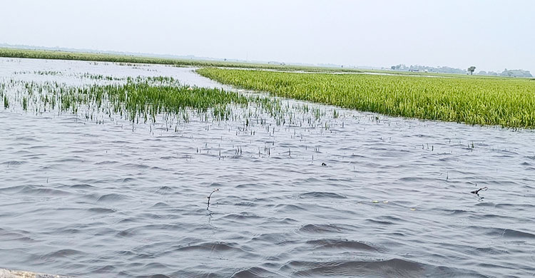হাওরে পানিতে ভাসছে কৃষকের স্বপ্ন 