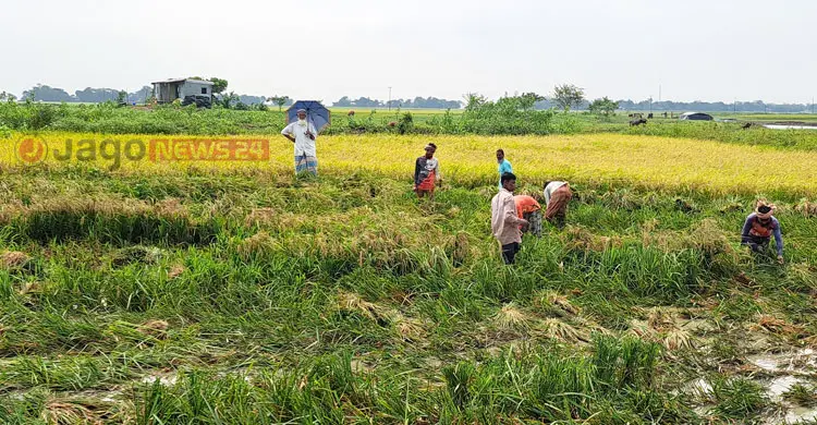 এবারও কি কপাল পুড়বে হাওরের কৃষকের?