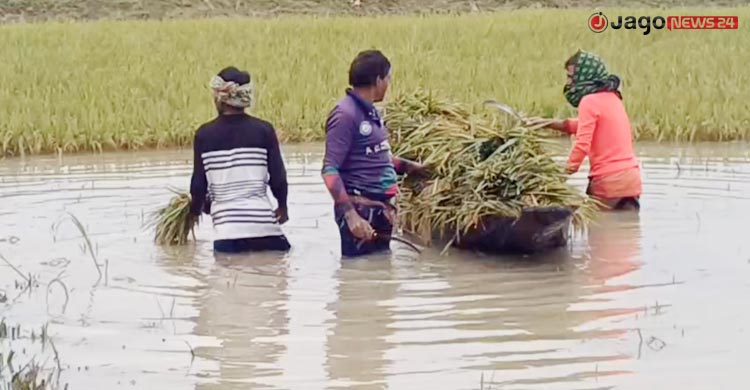 হাওরে হাসির বদলে কান্নার ঈদ