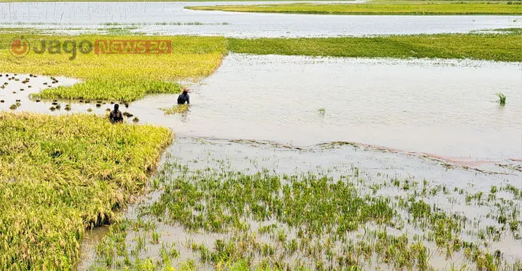এবারও কি কপাল পুড়বে হাওরের কৃষকের?