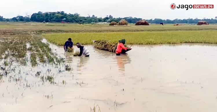 হাওরে হাসির বদলে কান্নার ঈদ