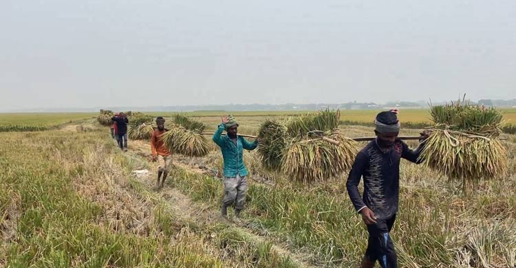 বজ্রপাতে &lsquo;প্রাণহানির শঙ্কা&rsquo; নিয়েই ধান কাটায় ব্যস্ত কৃষক